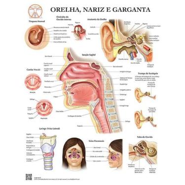 Imagem de Pôster Anatomia do Ouvido, Nariz e Garganta - Body Scientific