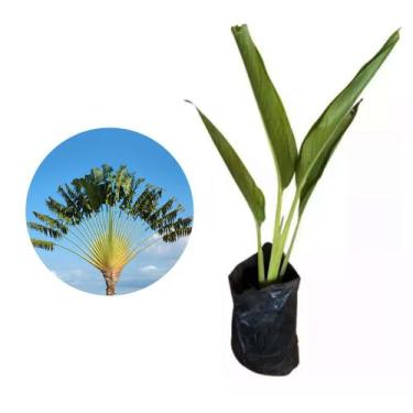 Imagem de Muda de Ravenala 50 a 80cm AMK - Plantas Online - Genérico