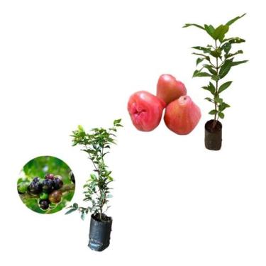 Imagem de Kit 2 Mudas - 1 Jambo Roxo + 1 Jabuticaba Hibrida - AMK - Jardinagem e