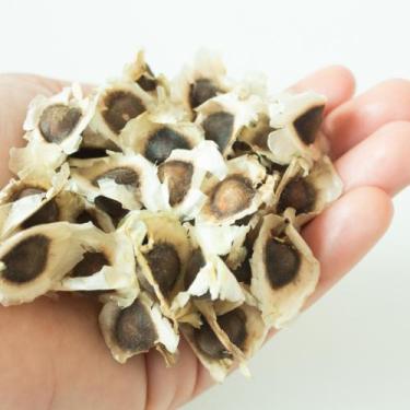 Imagem de 500 Semente de Moringa Silagem Plantio Forragem Gado Alta Germinação