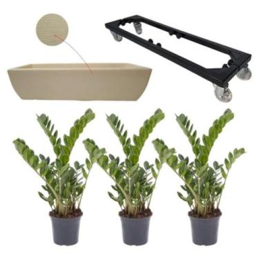 Imagem de Kit 3 Mudas De Zamioculca Com Jardineira 60x20 E Suporte Com Rodas - A