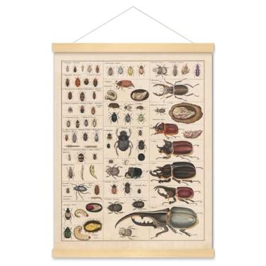 Imagem de Meishe Art Pôster vintage impressão coleção insetos identificação espécies gráfico de referência diagrama entomologia sala de aula clube decoração de parede (pôster + moldura de cabide)