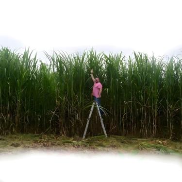 Imagem de kit 1.000 Mudas Gemas de Capim Açu Gigante Brs Embrapa