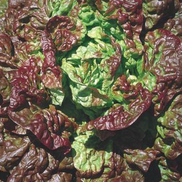 Imagem de Sementes de Hortaliças, Variedades Diversas, Monte seu Kit Personalizado (Alface Repolhuda 4 Estações 30 Sementes)