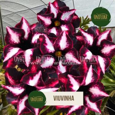 Imagem de Planta Rosa do Deserto Dobrada roxa exótica VIUVINHA - UNIFLORA