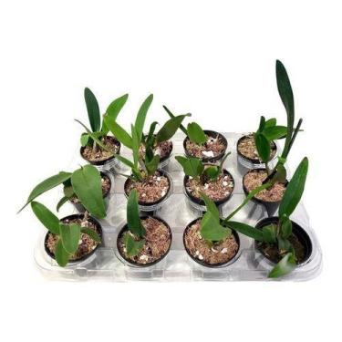 Imagem de Orquídea Kit 12 Mudas Mistas. Super . - Orquiflora