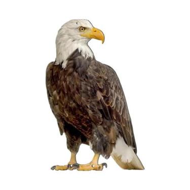 Imagem de Repelente De Pássaros Coruja Realista À Prova d'Água Para Jardim - NON