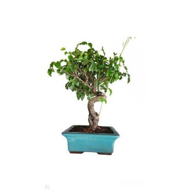 Imagem de Bonsai de lingustrum ligustru 14 anos robusto com vaso de porcelana vi