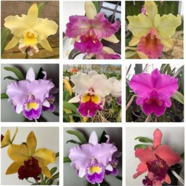 Imagem de KIT 20 Mudas de Orquídeas Cattleya Identificada - Jardim com Flores