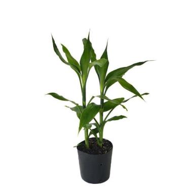 Imagem de Planta Natural Bambu da Sorte - Jardim do Vale, Uma unidade