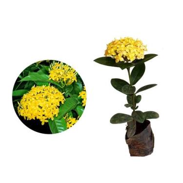 Imagem de Muda de Ixora Midi Amarela 20 a 40cm AMK - Plantas Online - AMK Jardin