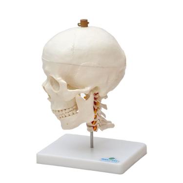 Imagem de Crânio Humano Mandíbula Móvel e Coluna Cervical