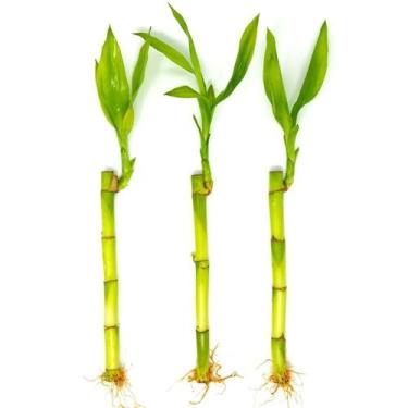 Imagem de Kit com 3 Hastes de Bambu da Sorte - Pequeno e Atraente