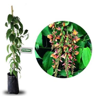 Imagem de Muda de Mini Sapatinho de Judia Planta Trepadeira Para Pergolados e Cerca Viva