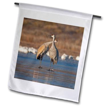 Imagem de 3dRose fl_145220_1 Sandhill Crane Bird in Roost, Novo México, EUA Larry Ditto Bandeira de jardim, 30 x 45 cm