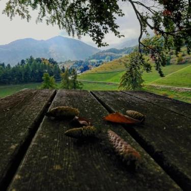 Imagem de Quadro Decorativo Natureza Árvores - Estampa Moderna para Parede Tamanho 30x30cm