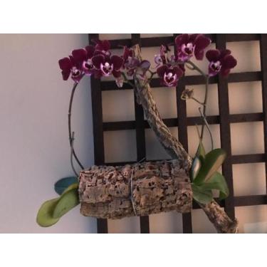 Imagem de 12 Pçs Mini Tronco Oco para Orquideas e Terrarios - Pense Flores