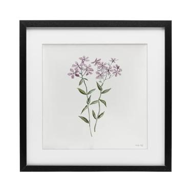 Imagem de Stupell Industries Impressão emoldurada roxa Phlox botânica preta sob vidro, design de Cindy Jacobs, 13 x 13