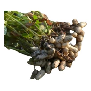 Imagem de 1kg Sementes de Amendoim Para Plantio – Alta Germinação – Selecionadas – Lote Atual – Ideal Para Lavouras e Hortas