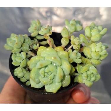 Imagem de Sedum Perezdelarosae - Muda de Suculenta em Vaso 06 - Garden Viveiro E