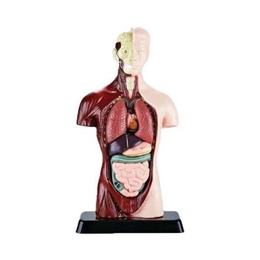 Imagem de Brinquedo Educacional De Ciência Para Crianças: Modelo De Torso Humano