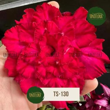 Imagem de PLANTA Rosa do deserto vermelha repolhuda TS130 - UNIFLORA