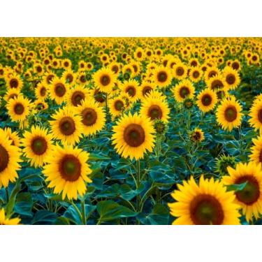 Imagem de Fmarui Cenário de girassol de 2,1 x 1,5 m, cenário de natureza, flores amarelas, fotos, casamentos, aposentados, festas de aniversário, eventos, decorações, adereços para cabine de fotos