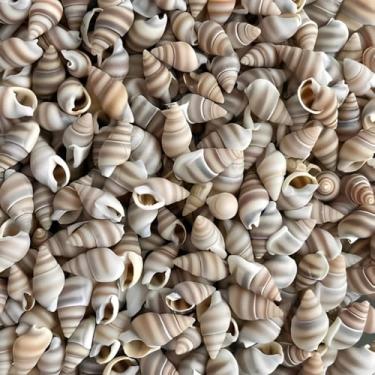 Imagem de Kit 500 Peças Mini Concha Espiral Listado Com Furo Mar Praia Umbanda