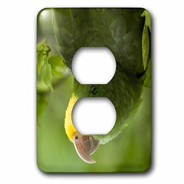 Imagem de 3dRose LLC lsp_85626_6 Papagaio de cabeça amarela, pássaro tropical, Belize Sa02 Pox0118 Pete Oxford 2 Tomadas