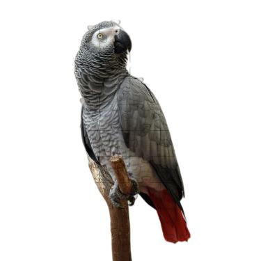 Imagem de 2 Quebra-Cabeças Inclusivos 40 Peças Aves Belas Mentes