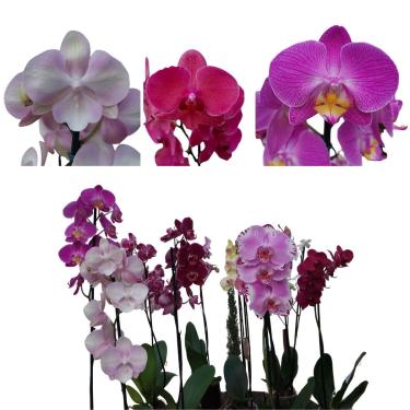 Imagem de Kit de 10 Orquídeas Phalaenopsis Cores Mistas Plantas Adultas Decoração Natural Com Flor