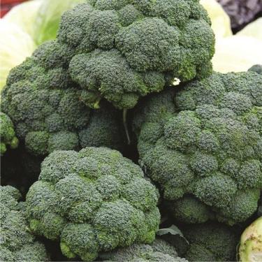 Imagem de Brocolis Coliseu Hibrido - 131mg / 40 Sementes - Feltrin