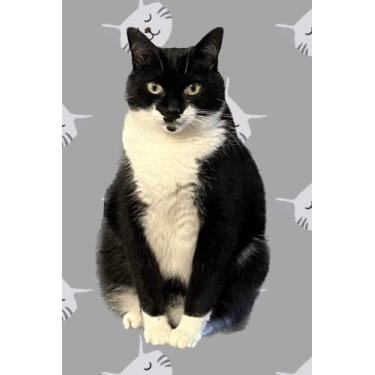 Imagem de Caderno de gatos: caderno para diário, diário, 120 páginas em branco (15 x 23 cm)