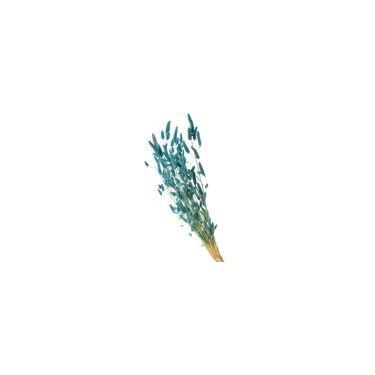 Imagem de Rabo de Coelho Desidratado - Variações - Pense Flores, Azul