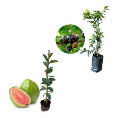 Imagem de Kit 2 Mudas - 1 Goiaba Tailandesa + 1 Jabuticaba Hibrida - AMK - Jardi