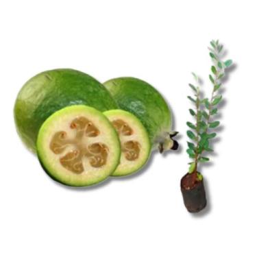 Imagem de Muda de Feijoa ou Goiaba da Serra - Dancruz