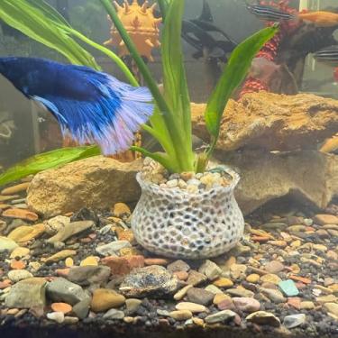 Imagem de HOZOE Vaso de plantas submersas para aquário, âncora de planta subaquática, planta aquática de aquário de aquário, decoração de paisagismo de aquário, acessórios decorativos - conjunto de 2 peças