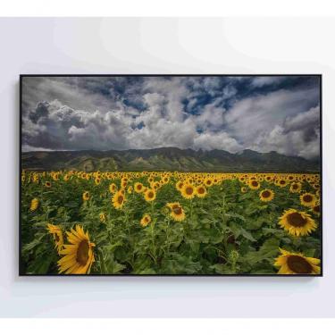 Imagem de Quadro Campo De Girassóis Medidas 60x40 Cm Impressão Adesivo Fotográfico