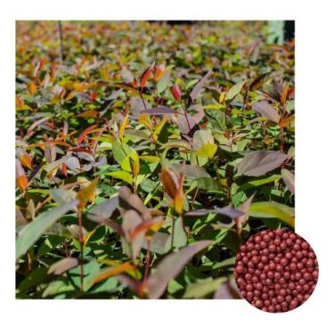 Imagem de Sementes de Eucalipto Urograndis p/ Serralheria 1000PLT