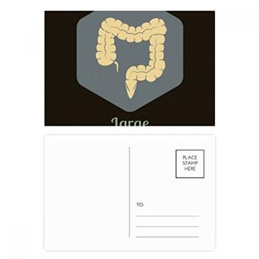 Imagem de Body Organs – Conjunto de cartões postais grandes para intestinos