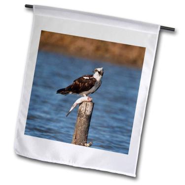 Imagem de 3dRose fl_146650_1 Osprey Bird Osprey Bird Pandion Haliaetus com peixe, Texas, Larry Ditto Bandeira de jardim, 30 x 45 cm
