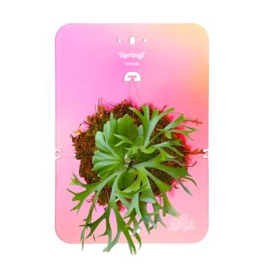 Imagem de Placa de montagem de samambaia Staghorn, plantador de parede de cor gradiente, para pendurar na parede, vaso suspenso, para planta apider, samambaias, suculentas, flores, plantas, decoração de jardim