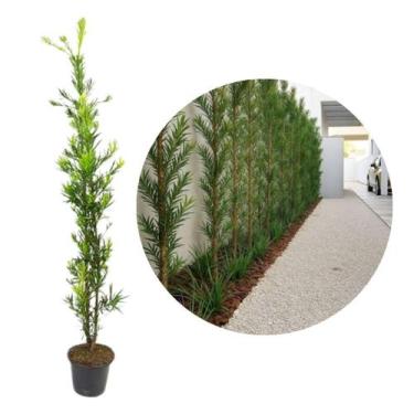 Imagem de Podocarpo 1 Metro Muda Para Cerca Viva Planta Ornamental Jardim Paisag