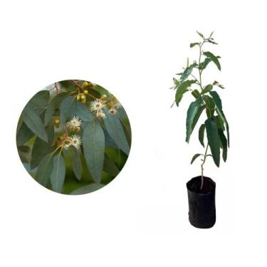 Imagem de Muda de Eucalipto Citriodora 20 a 40cm AMK - Plantas Online - AMK Jard