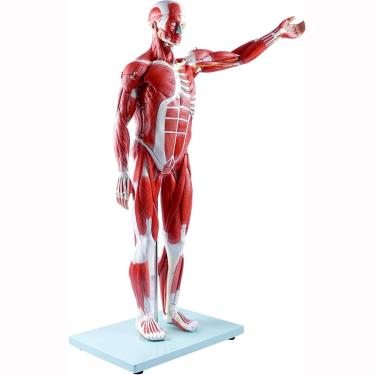 Imagem de Modelo muscular e órgão humano, moda muscular do corpo humano de 27 partes de tamanho humano, figura muscular com órgãos removíveis para treinamento educacional médico
