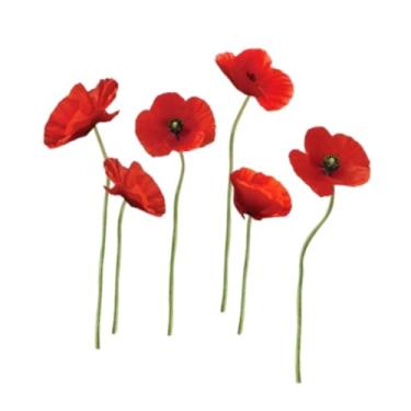 Imagem de WeiLaiKeQi Adesivo de parede de flor vermelha, decoração de arte de parede, faça você mesmo, removível, adesivo autocolante para escritórios, casa, crianças,