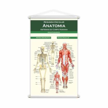 Imagem de Banner Escolar Pedagógico Resumão Anatomia Medicina 120X60Cm - Plimsho