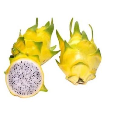 Imagem de Muda Pitaya Golden Amarela Hibrida sem Espinhos - Sem Raiz - no-brand