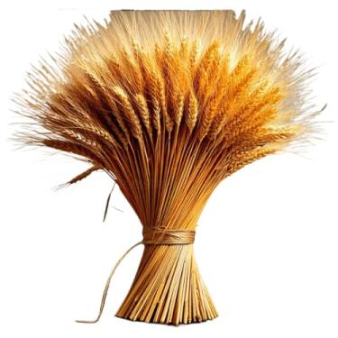 Imagem de Talos De Trigo Secos — Adequados Para BuquêS, Arranjos De Mesa, DecoraçõEs De Casamento E Festas.(150)