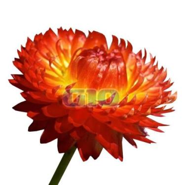 Imagem de 50 Sementes De Sempre viva Sultane Dobrada Sortida - SEEDS